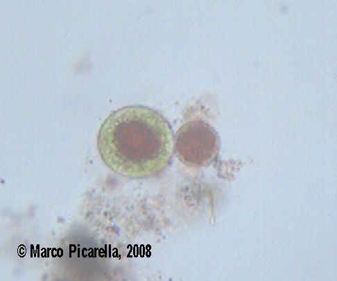 Haematococcus pluvialis